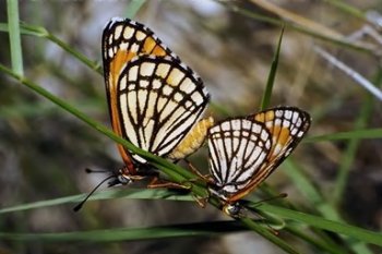 Two Golden Orange Butterflies on Plants