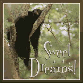 Sweet Dreams - Bear