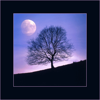 Full Moon - Bare Tree