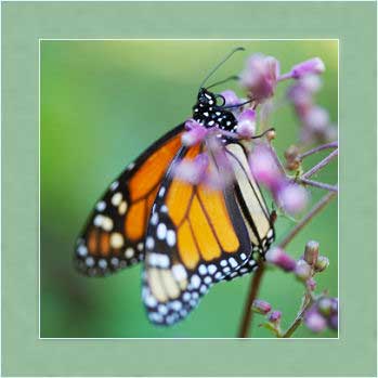 Spring Monarch Butterfly